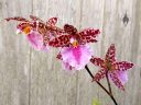 Odontoglossum bic-ross, odont, orchid hybrid flowers, aka Rhynchostele bic-ross, grown outdoors in Pacifica, California