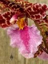 Odontoglossum bic-ross, odont, orchid hybrid flower, aka Rhynchostele bic-ross, grown outdoors in Pacifica, California