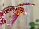 Odontoglossum bic-ross, odont, orchid hybrid flower, side view of flower, aka Rhynchostele bic-ross, grown outdoors in Pacifica, California