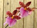 Odontoglossum bic-ross, odont, orchid hybrid flowers, aka Rhynchostele bic-ross, grown outdoors in Pacifica, California