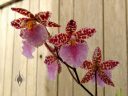 Odontoglossum bic-ross, odont, orchid hybrid flowers, aka Rhynchostele bic-ross, grown outdoors in Pacifica, California