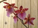 Odontoglossum bic-ross, odont, orchid hybrid flowers, aka Rhynchostele bic-ross, grown outdoors in Pacifica, California