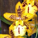Oncidium orchid flower, Conservatory of Flowers, Golden Gate Park, San Francisco, California