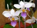 Phalaenopsis equestris var. blue, orchid species flower, Phal, Moth Orchid, Conservatory of Flowers, Golden Gate Park, San Francisco, California