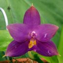 Phalaenopsis violacea var. coerulea HP, orchid species flower, Phal, Moth Orchid, Conservatory of Flowers, Golden Gate Park, San Francisco, California