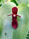 Pleurothallis orchid species flower, weird flower, Conservatory of Flowers, Golden Gate Park, San Francisco, California