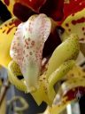 Stanhopea tigrina, orchid species flower, weird flower, close up of flower lip, Conservatory of Flowers, Golden Gate Park, San Francisco, California