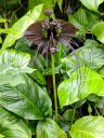 Tacca chantrieri, Bat Flower, large weird tropical flower, Conservatory of Flowers, Golden Gate Park, San Francisco, California