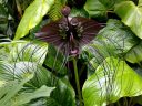 Tacca chantrieri, Bat Flower, large weird tropical flower, Conservatory of Flowers, Golden Gate Park, San Francisco, California