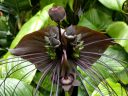 Tacca chantrieri, Bat Flower, large weird tropical flower, Conservatory of Flowers, Golden Gate Park, San Francisco, California