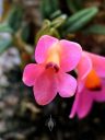 Dendrobium cuthbertsonii, miniature orchid species flower, Orchids in the Park 2017, Golden Gate Park, San Francisco, California