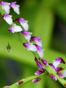 Schoenorchis gemmata, miniature orchid species flowers, Orchids in the Park 2017, Golden Gate Park, San Francisco, California