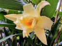Sobralia orchid flower, Orchids in the Park 2017, Golden Gate Park, San Francisco, California