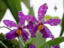 Phalaenopsis fasciata, Moth Orchid species, Phal, Royal Botanic Gardens Kew, Princess of Wales Conservatory, London, UK