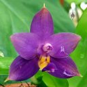 Phalaenopsis violacea var. coerulea HP, Moth Orchid species, Phal, Conservatory of Flowers, San Francisco, California