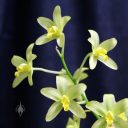 Ansellia africana var. alba, orchid species flowers, Phrag, Pacific Orchid and Garden Exposition 2017, Hall of Flowers, Golden Gate Park, San Francisco, California