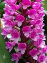 Arpophyllum giganteum, Giant Hyacinth Orchid, grown outdoors in Pacifica, California