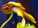 Bulbophyllum burfordiense, weird orchid species flower, Pacific Orchid Expo 2018, Golden Gate Park, San Francisco, California