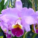 Cattleya Temple Bells 'Shapely', hybrid orchid flower, Pacific Orchid Expo 2013, San Francisco, Calfornia