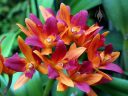 Cattleya hybrid orchid flowers, Pacific Orchid Expo 2017, San Francisco, Calfornia
