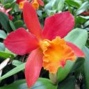 Cattleya hybrid orchid flower, Kawamoto Orchid Nursery, Honolulu, Hawaii