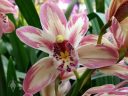 Cymbidium Mainstem 'Stars and Stripes', orchid hybrid flowers, Pacific Orchid Expo 2018, Golden Gate Park, San Francisco, California