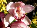 Cymbidium orchid hybrid flower, grown outdoors in Pacifica, California