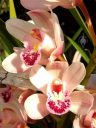 Cymbidium orchid hybrid flowers, grown outdoors in Pacifica, California