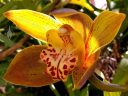 Cymbidium orchid hybrid flower, grown outdoors in Pacifica, California