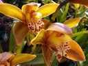 Cymbidium orchid hybrid flowers, large Cymbidium flowers, grown outdoors in Pacifica, California