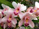 Cymbidium orchid hybrid flowers, water drops on flowers, grown outdoors in Pacifica, California