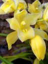Cymbidium orchid hybrid flowers and flower bud, yellow flowers, grown outdoors in Pacifica, California