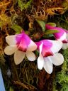 Dendrobium cuthbertsonii, miniature orchid species flowers, Pacific Orchid Expo 2018, Golden Gate Park, San Francisco, California