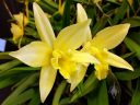 Laelia Canariensis 'Golden Glow'