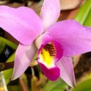 Laelia anceps, orchid species flower, grown outdoors in Pacifica, California