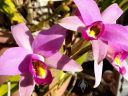 Laelia anceps, orchid species flowers, grown outdoors in Pacifica, California