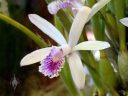 Laelia lundii, orchid species flower, Pacific Orchid Expo 2018, Golden Gate Park, San Francisco, California