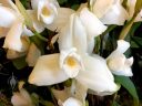 Lycaste skinneri var. alba, orchid species flowers, monja blanca (white nun), national flower of Guatemala, Pacific Orchid Expo 2018, Golden Gate Park, San Francisco, California
