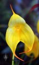 Masdevallia MacInnes Golden Heart 'Isis', orchid hybrid flower, pleurothallid, Pacific Orchid and Garden Exposition 2017, Hall of Flowers, Golden Gate Park, San Francisco, California