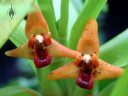 Maxillaria elatior, orchid species flowers, Pacific Orchid and Garden Exposition 2017, Hall of Flowers, Golden Gate Park, San Francisco, California