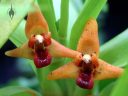 Maxillaria elatior, orchid species flowers, Pacific Orchid and Garden Exposition 2017, Hall of Flowers, Golden Gate Park, San Francisco, California