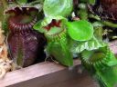 Miniature nepenthes pitcher plant, carnivorous plant, Pacific Orchid and Garden Exposition 2017, Hall of Flowers, Golden Gate Park, San Francisco, California