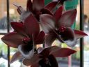 Mormodia Catasetum hybrid, orchid flowers, almost black flowers, Pacific Orchid Expo 2018, Golden Gate Park, San Francisco, California