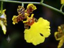 Oncidium orchid flower, Dancing Lady Orchid, Pacific Orchid Expo 2008, San Francisco, Calfornia