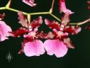 Oncidium Sharry Baby, flowers with chocolate fragrance, hybrid orchid flowers, Dancing Lady Orchid, Pacific Orchid Expo 2012, San Francisco, Calfornia