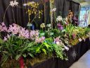 Orchid display table, Pacific Orchid and Garden Exposition 2017, Hall of Flowers, Golden Gate Park, San Francisco, California