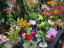 Orchid display table, Pacific Orchid and Garden Exposition 2017, Hall of Flowers, Golden Gate Park, San Francisco, California