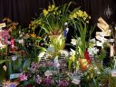 Orchid display, Pacific Orchid Expo 2018, Golden Gate Park, San Francisco, California 