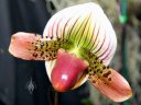Lady Slipper orchid flower, Paphiopedilum, Paph, Pacific Orchid Expo 2011, San Francisco, Calfornia