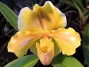 Paphiopedilum Evan Thomas, Lady Slipper hybrid, orchid flower, Paph, Pacific Orchid Expo 2012, San Francisco, Calfornia